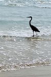 Beautiful crane at the beaches of South Padre Island